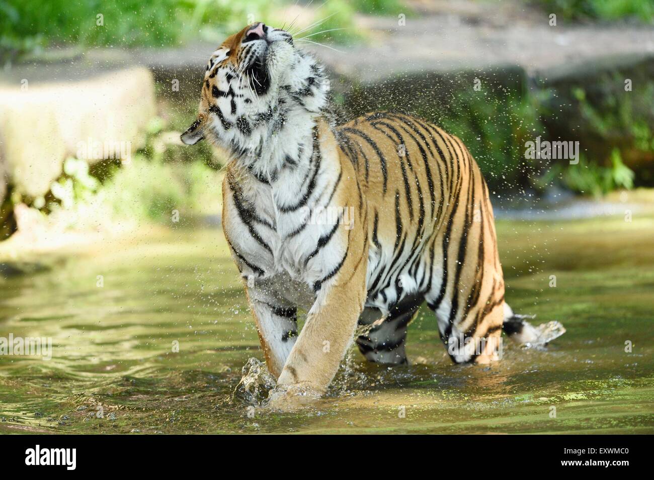 Siberian tiger in water Stock Photo