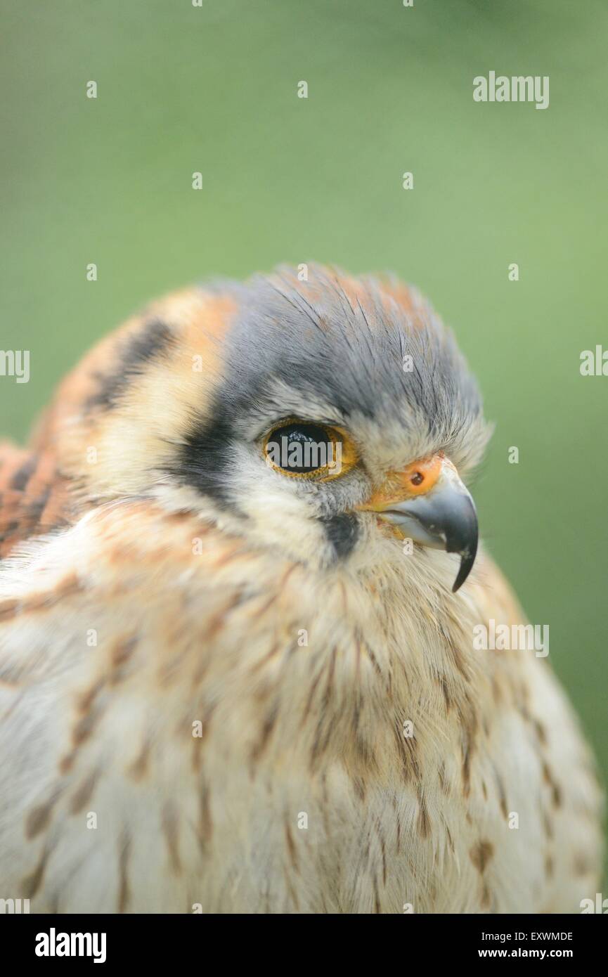 Buntfalke,Natur,Europa,Westeuropa,Mitteleuropa,Deutschland,Süddeutschland,Bayern,niemand,Tag,Außenaufnahme,Im Freien,Farbaufnahm Stock Photo