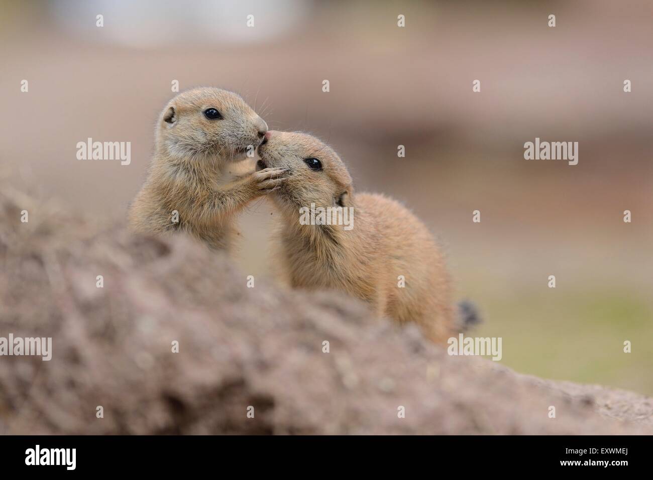 Two black-tailed prairie dog youngsters Stock Photo