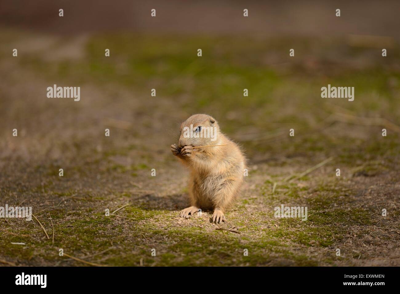 Black-tailed prairie dog youngster Stock Photo