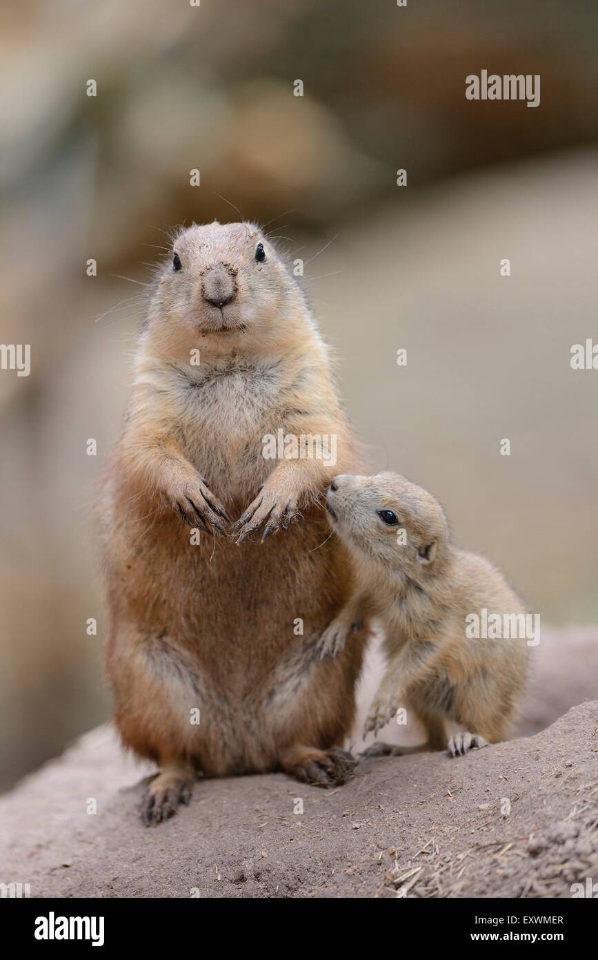 Black-tailed prairie dog youngster with mother Stock Photo