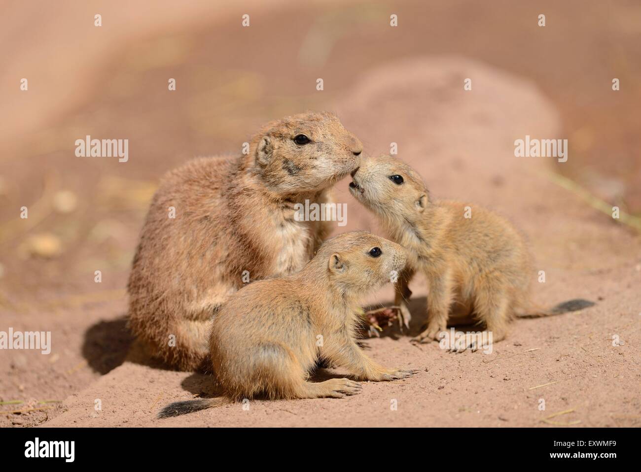 Black-tailed prairie dog youngsters with mother Stock Photo