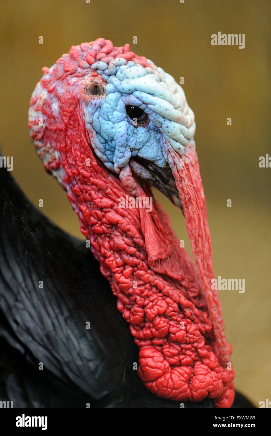 Portrait of a wild turkey male Stock Photo