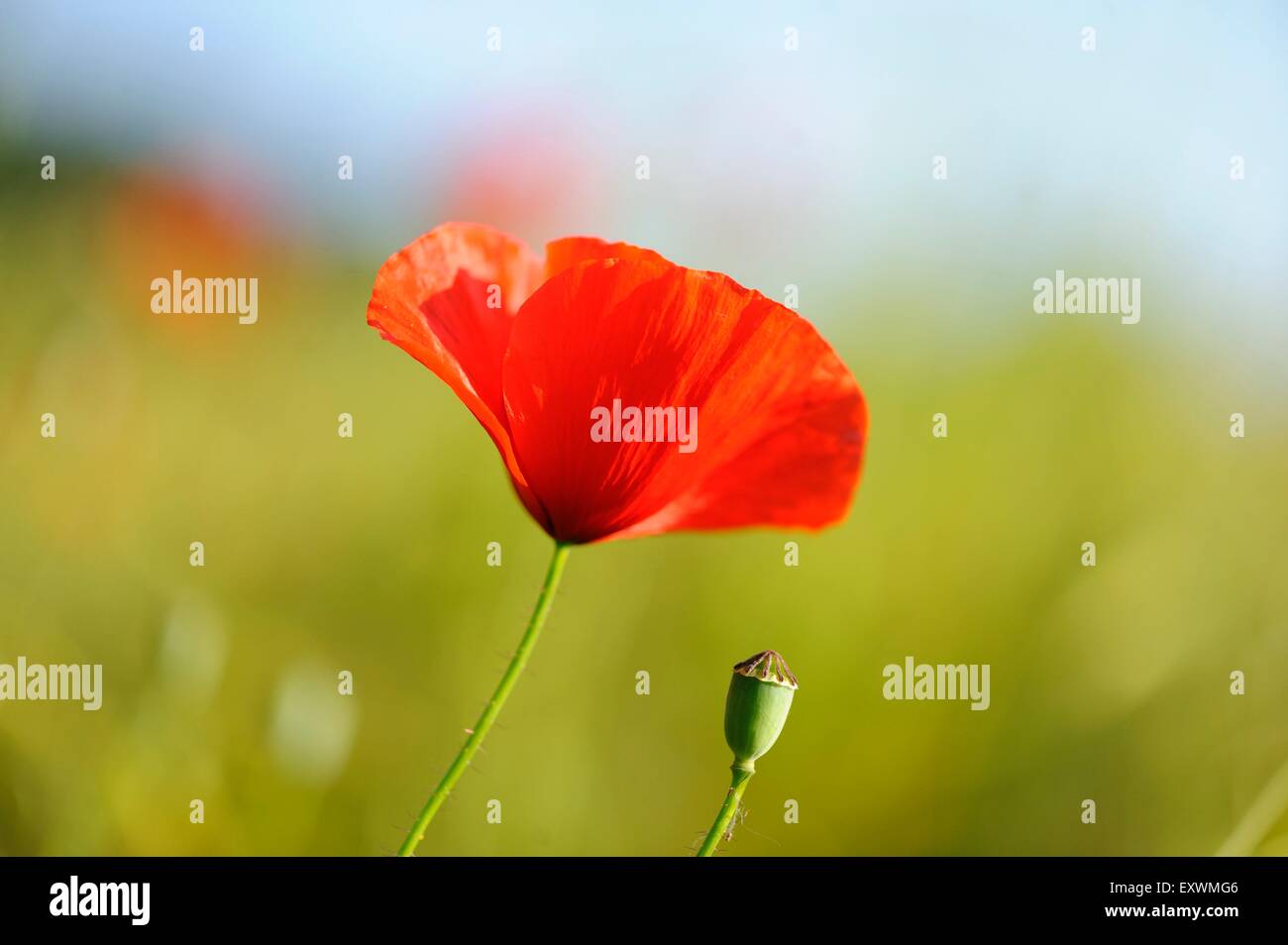 Corn poppies in a field Stock Photo
