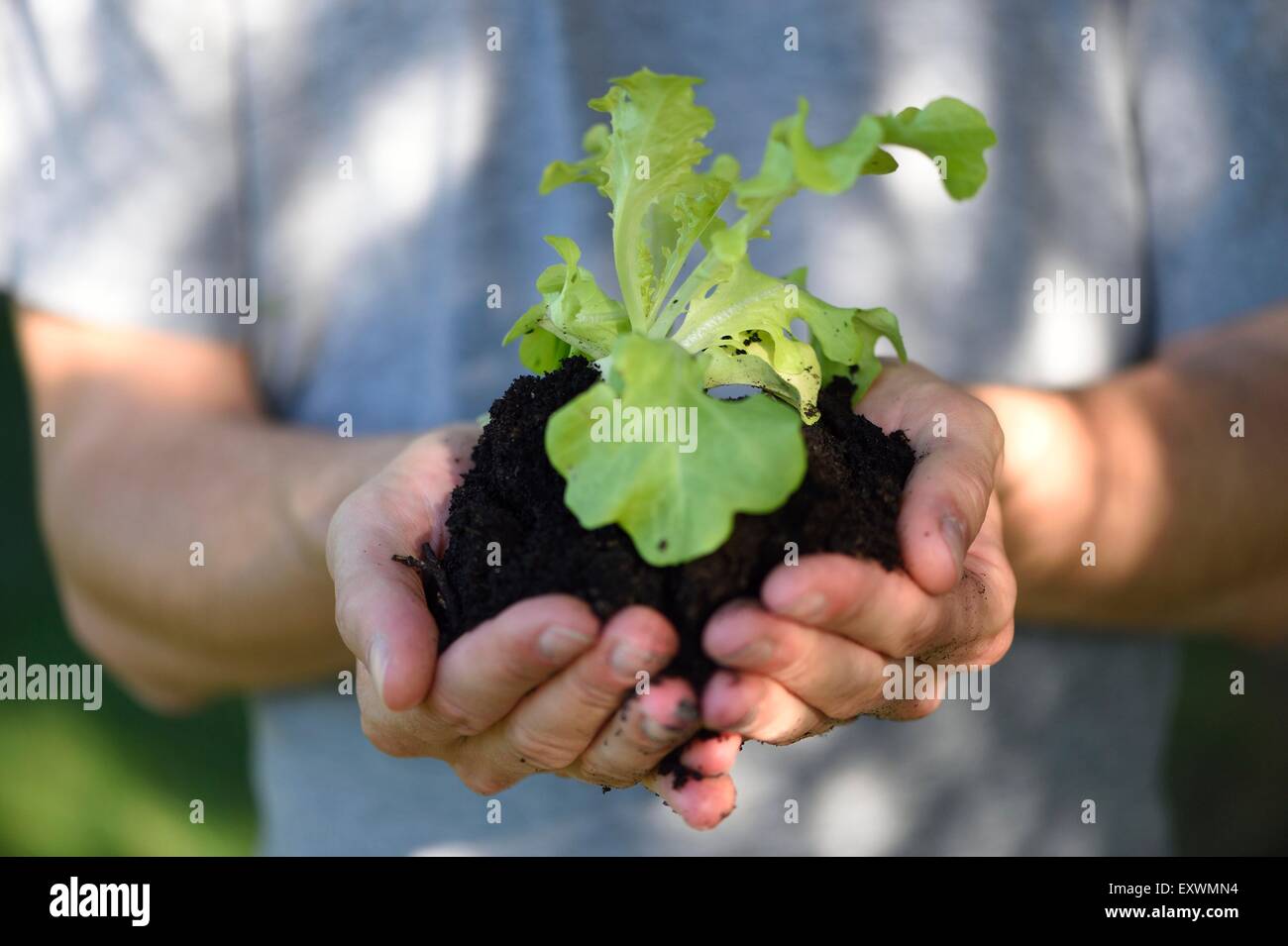 Close-up of a lettuce plant in hands of a man Stock Photo