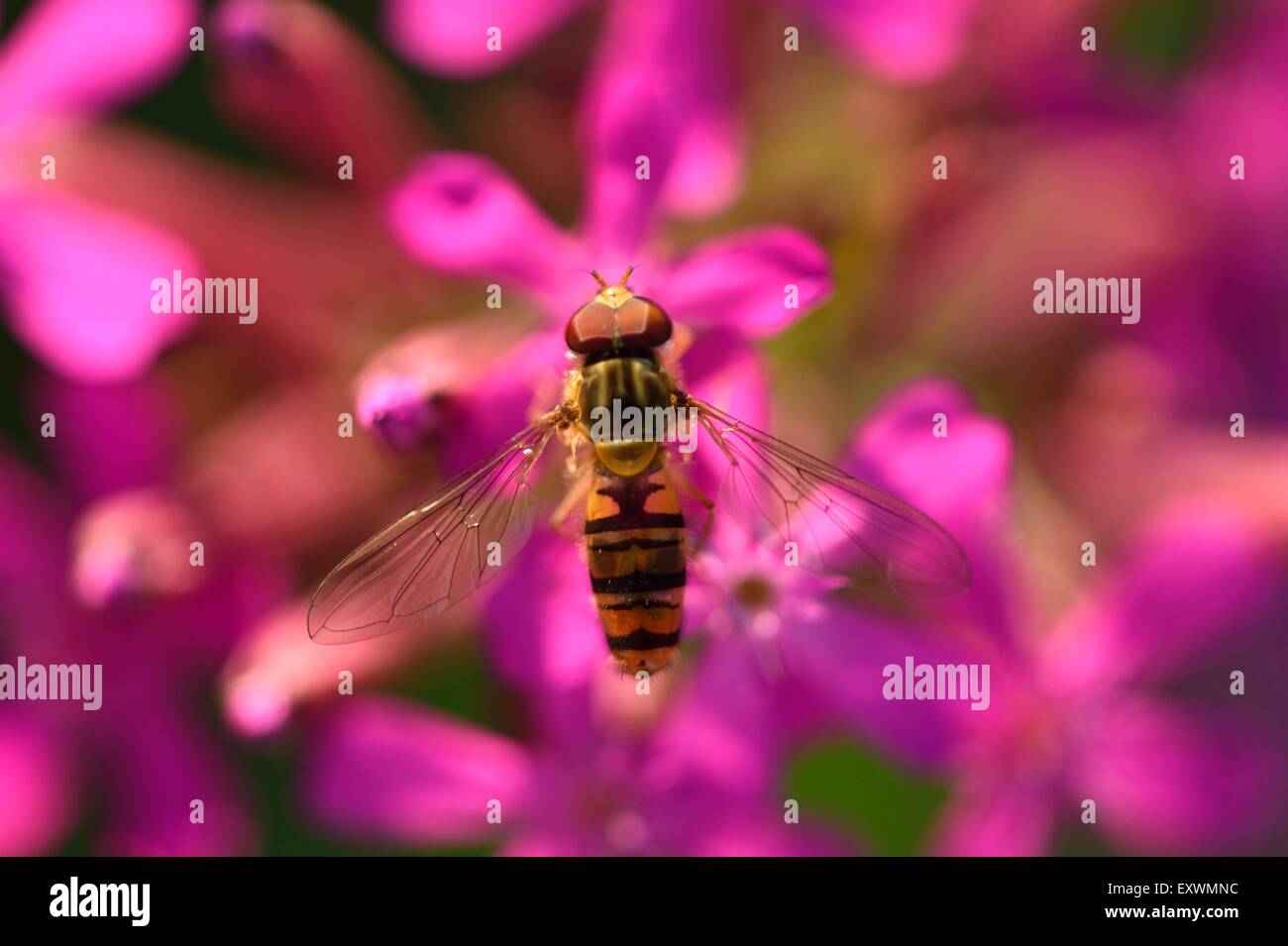Flower fly on a Sweet William catchfly blossom Stock Photo