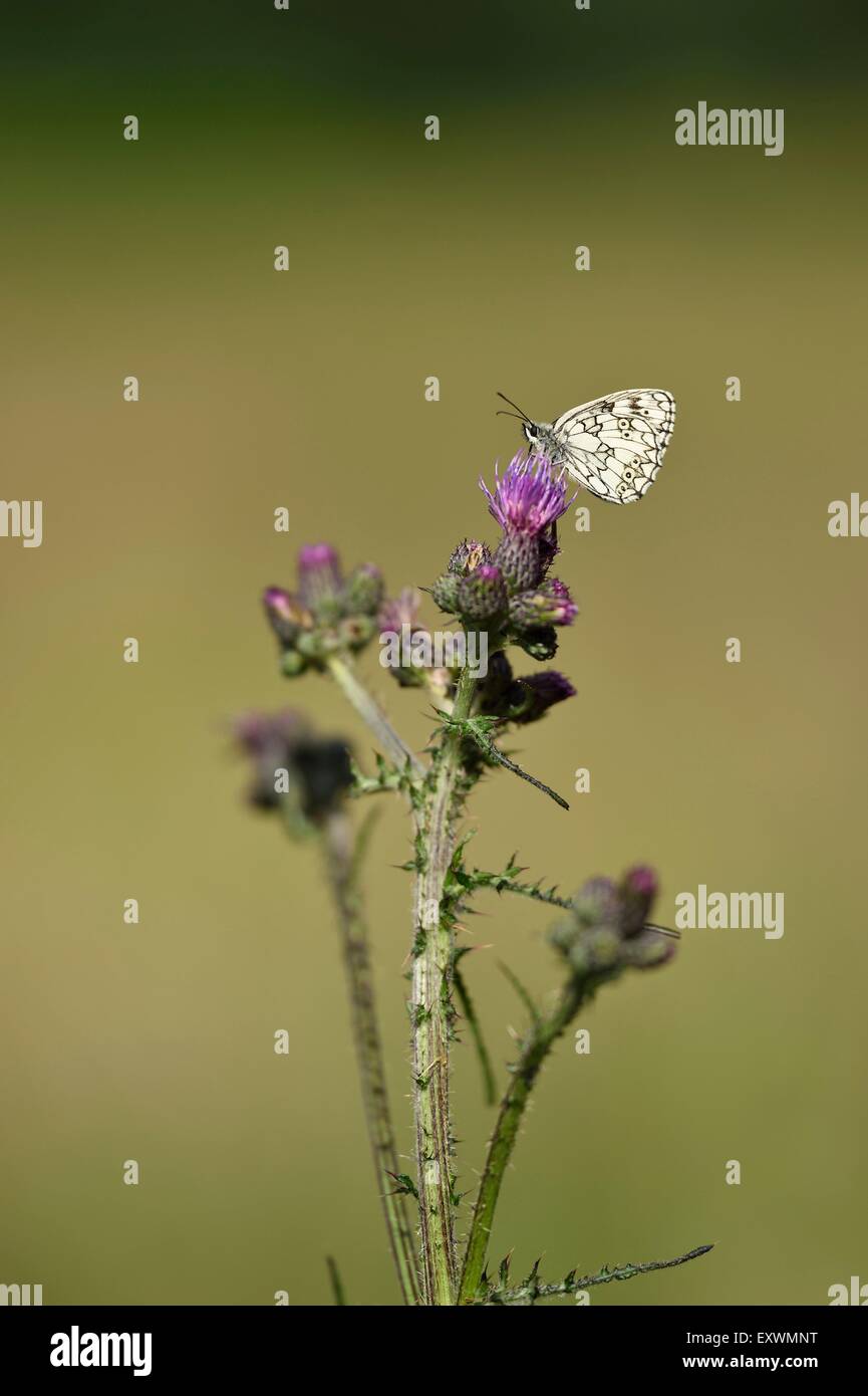 Marbled White on a Creeping Thistle Stock Photo
