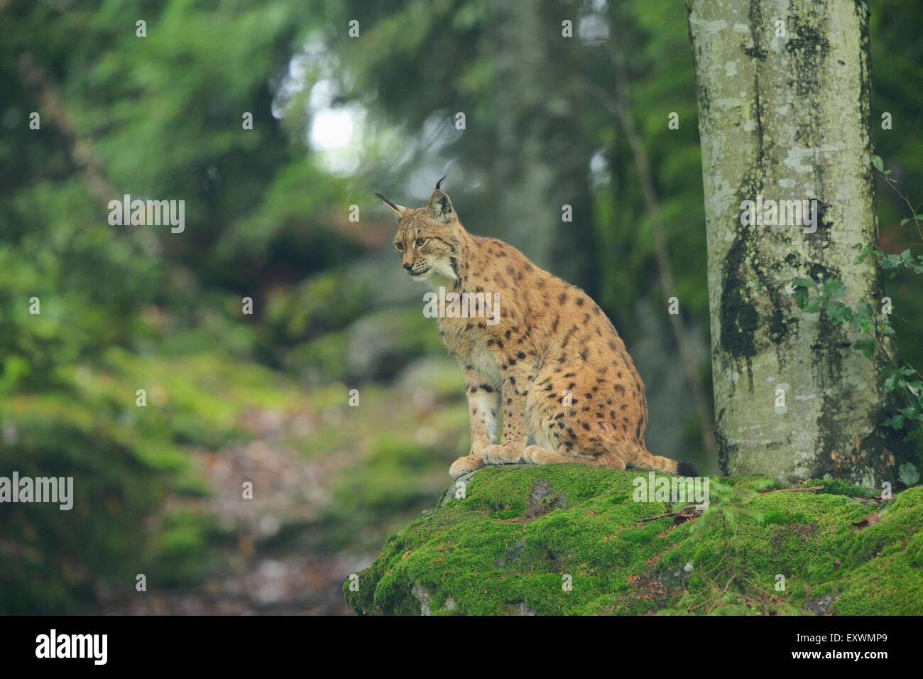 Lynx  in Bavarian Forest, Germany Stock Photo