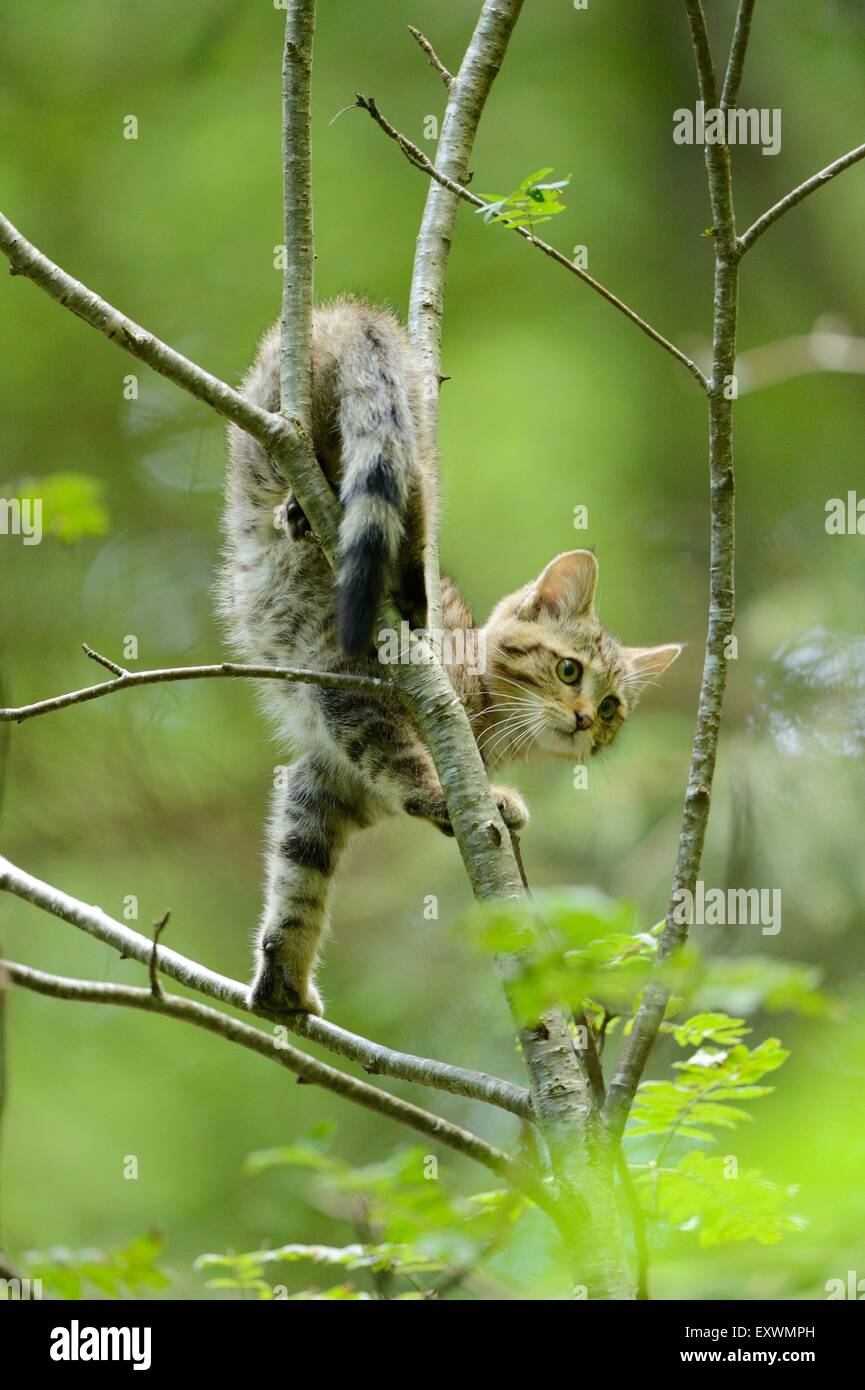 European wildcat on tree in Bavarian Forest, Germany Stock Photo