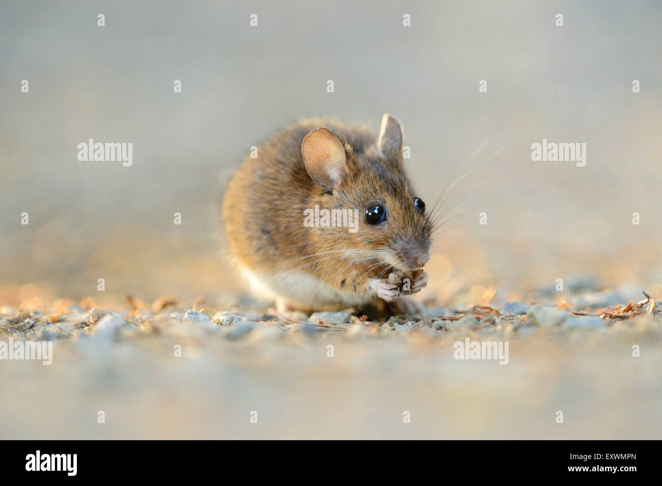 Field mouse germany hi-res stock photography and images - Alamy