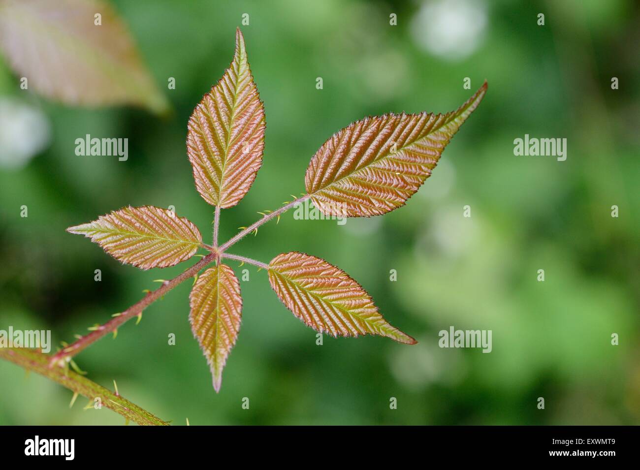Close-up of a blackberry leaf Stock Photo