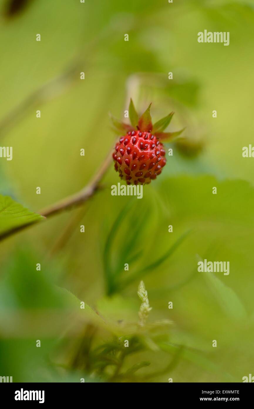 Close-up of a wild strawberry Stock Photo - Alamy