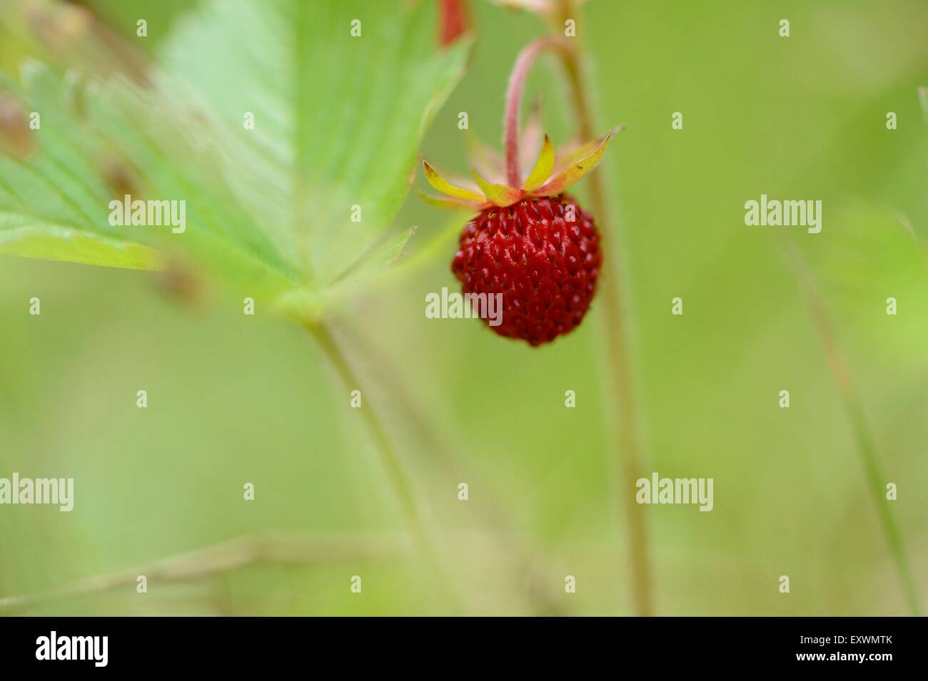 Close-up of a wild strawberry Stock Photo - Alamy