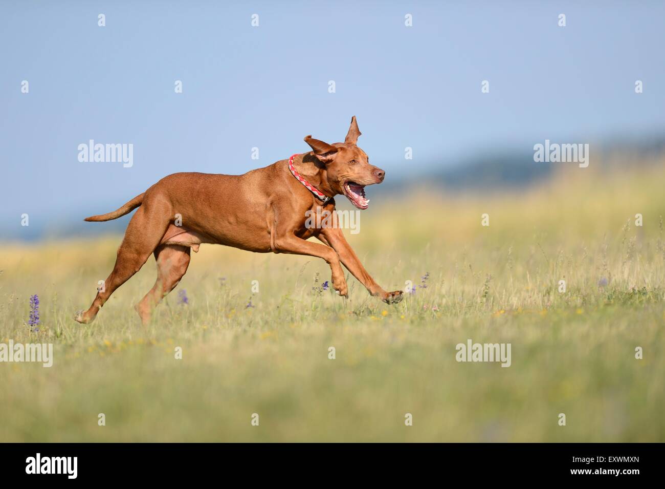 Magyar Vizsla running on a meadow Stock Photo