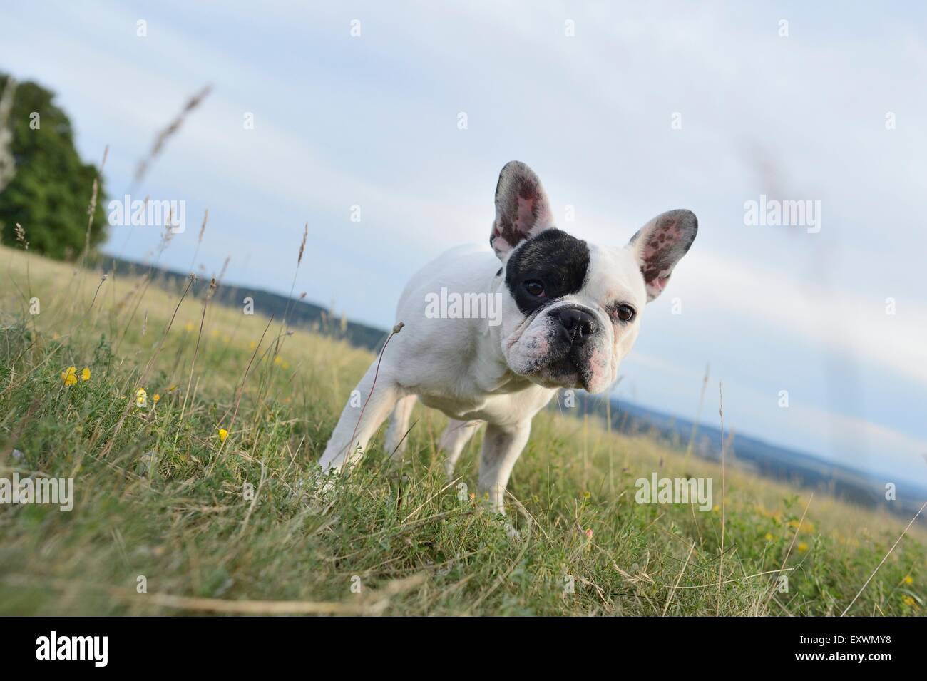 Seven month old French Bulldog on a meadow Stock Photo