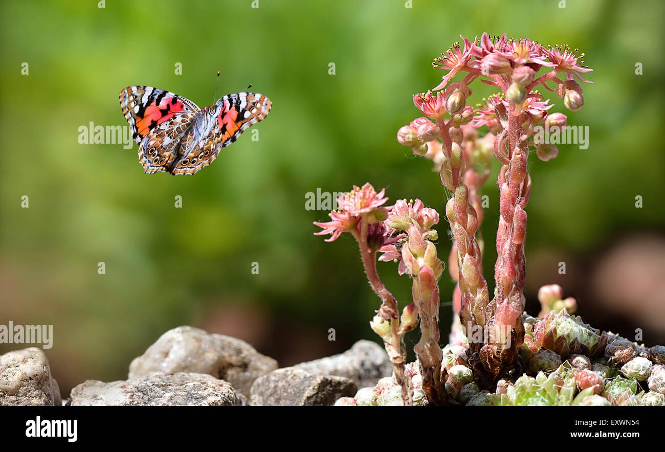 Painted Lady butterfly approaching mountain houseleek Stock Photo
