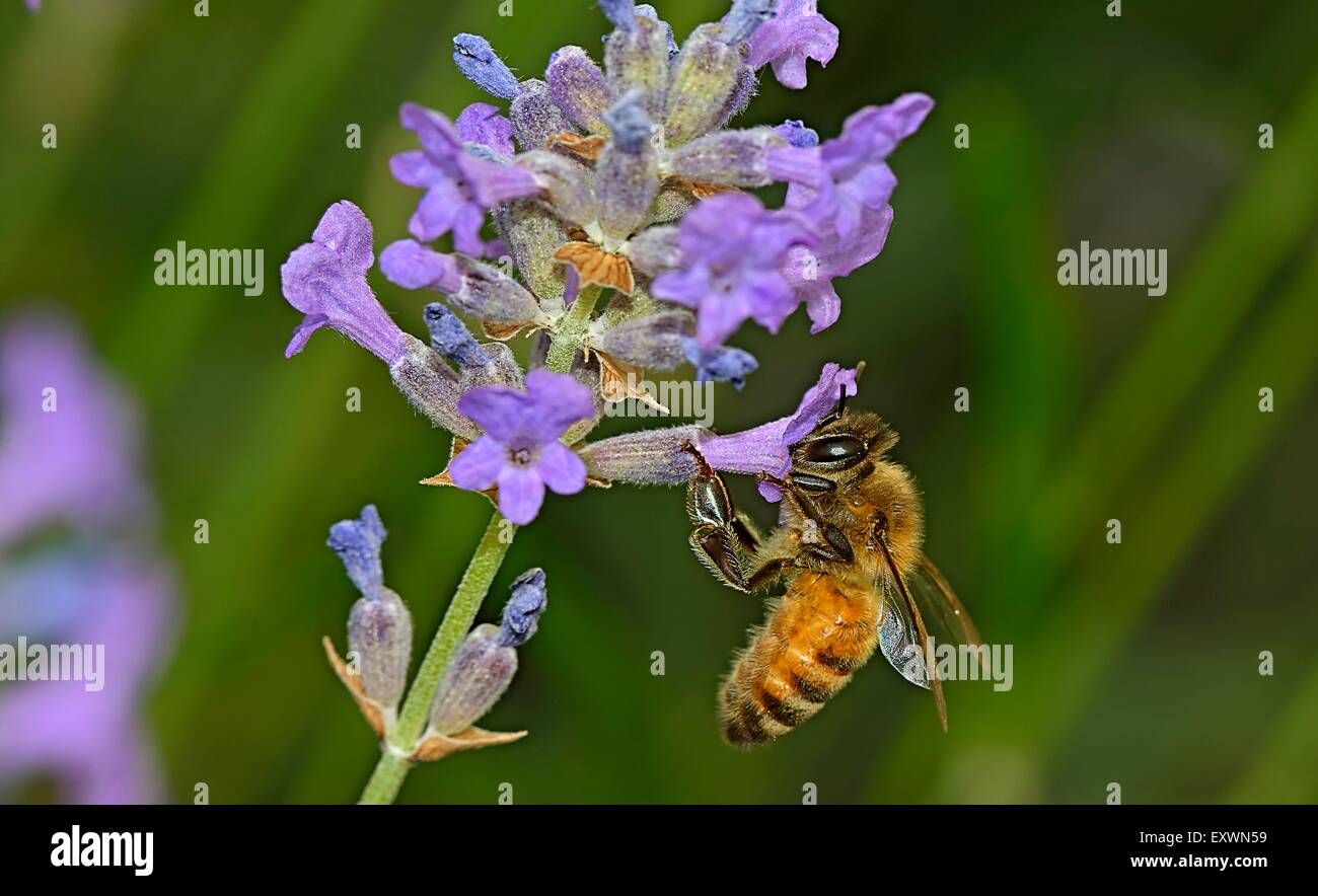 Wild bee collecting nectar Stock Photo