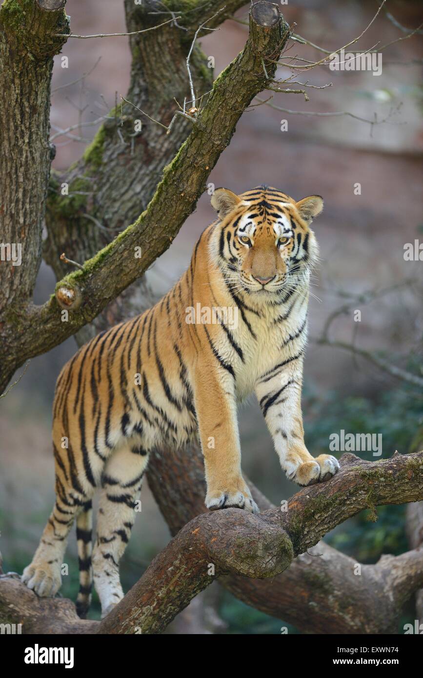 Siberian tiger in a tree, Bavaria, Germany Stock Photo