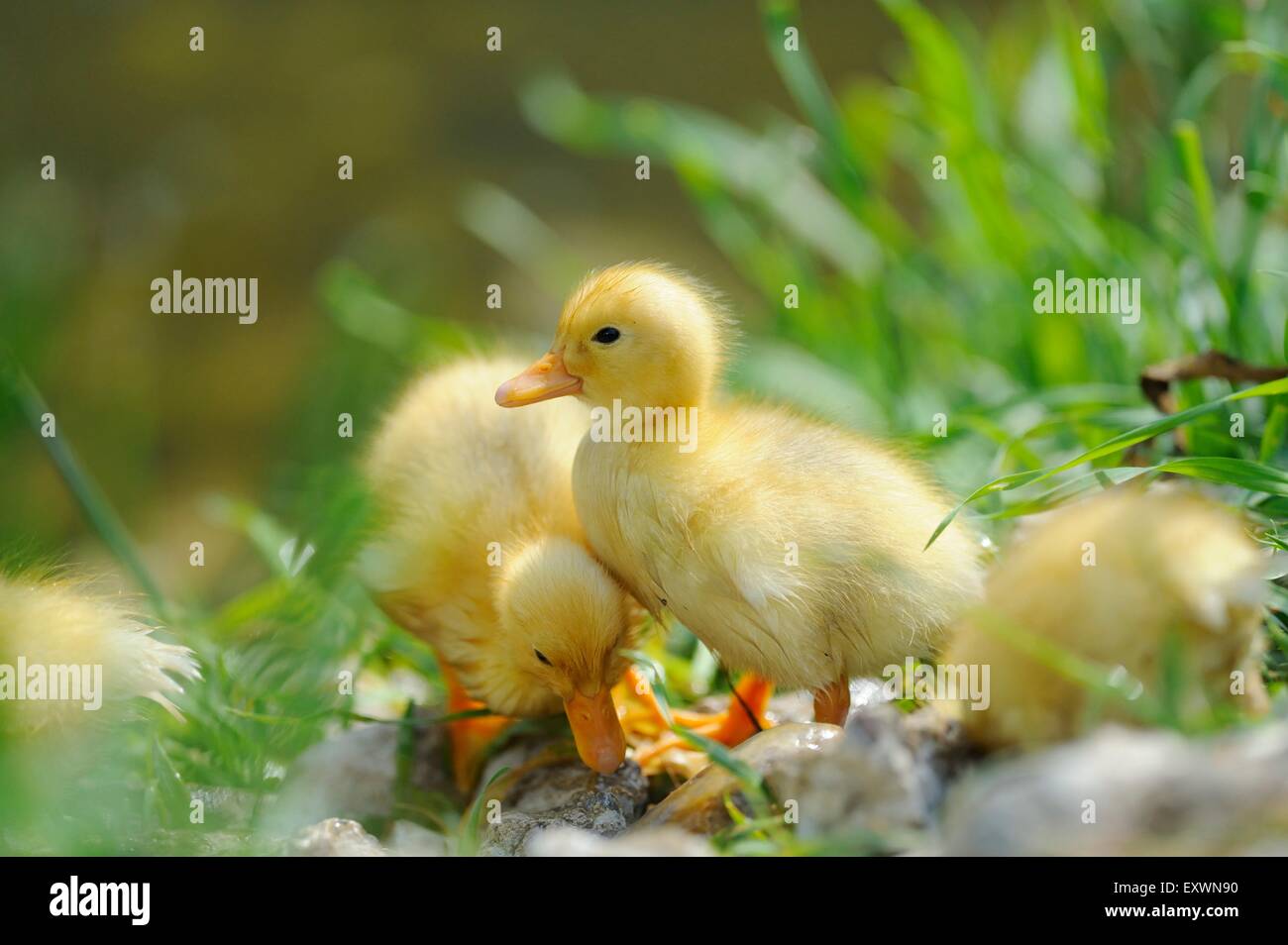 Long Island duck chicks Stock Photo - Alamy