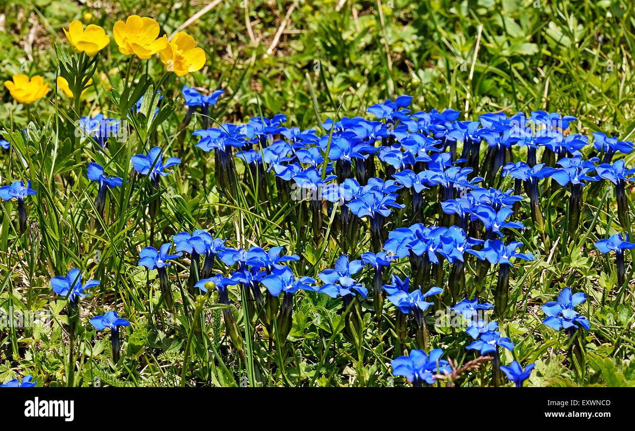 Flower meadow with Gentiana verna Stock Photo