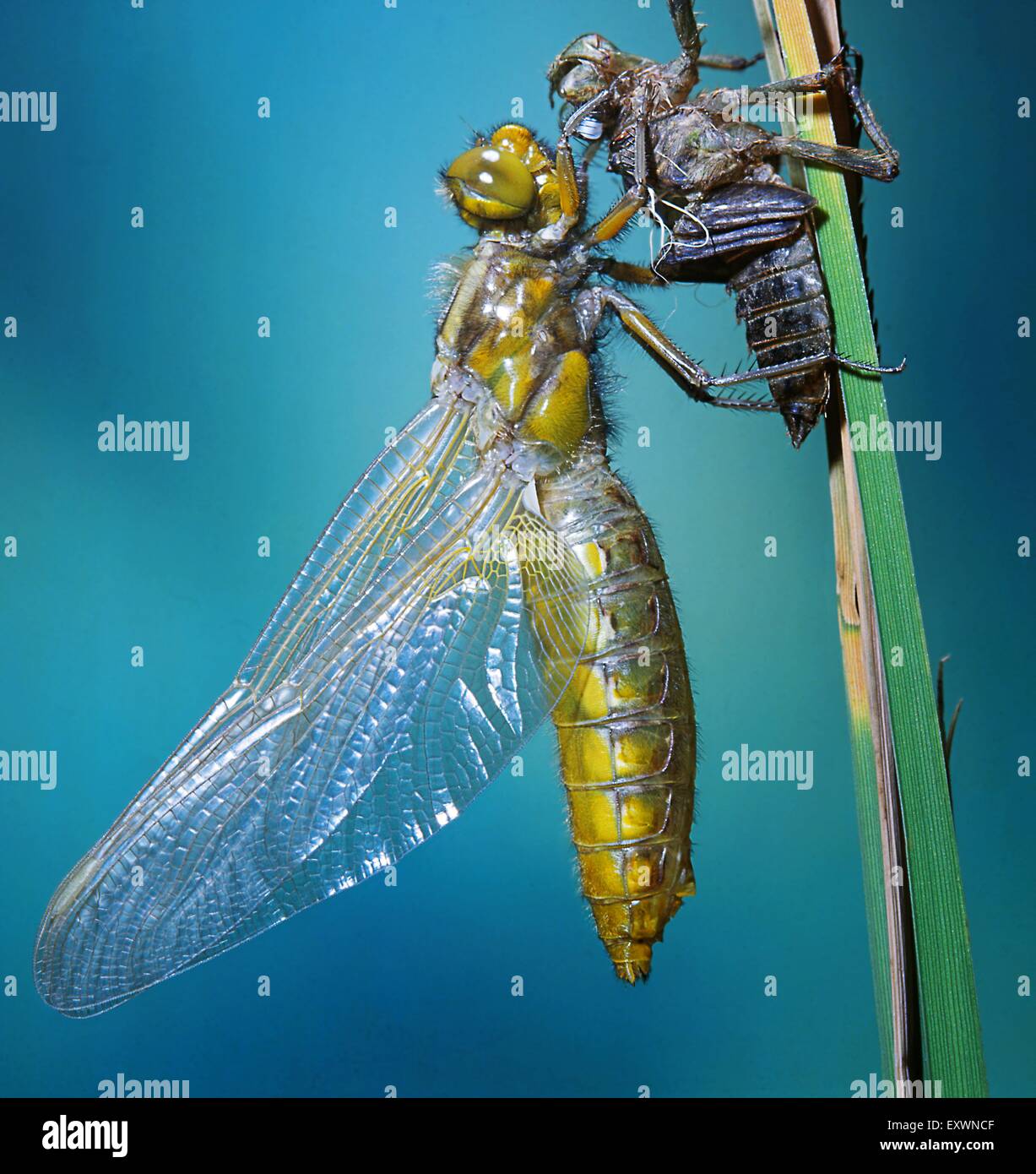 Two southern hawkers, Aeshna cyanea Stock Photo