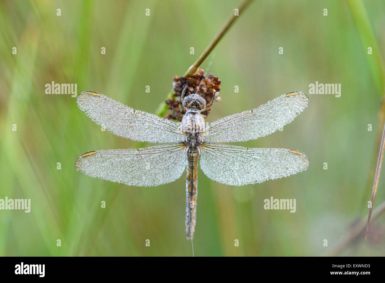 Common Darter female with water drops Stock Photo