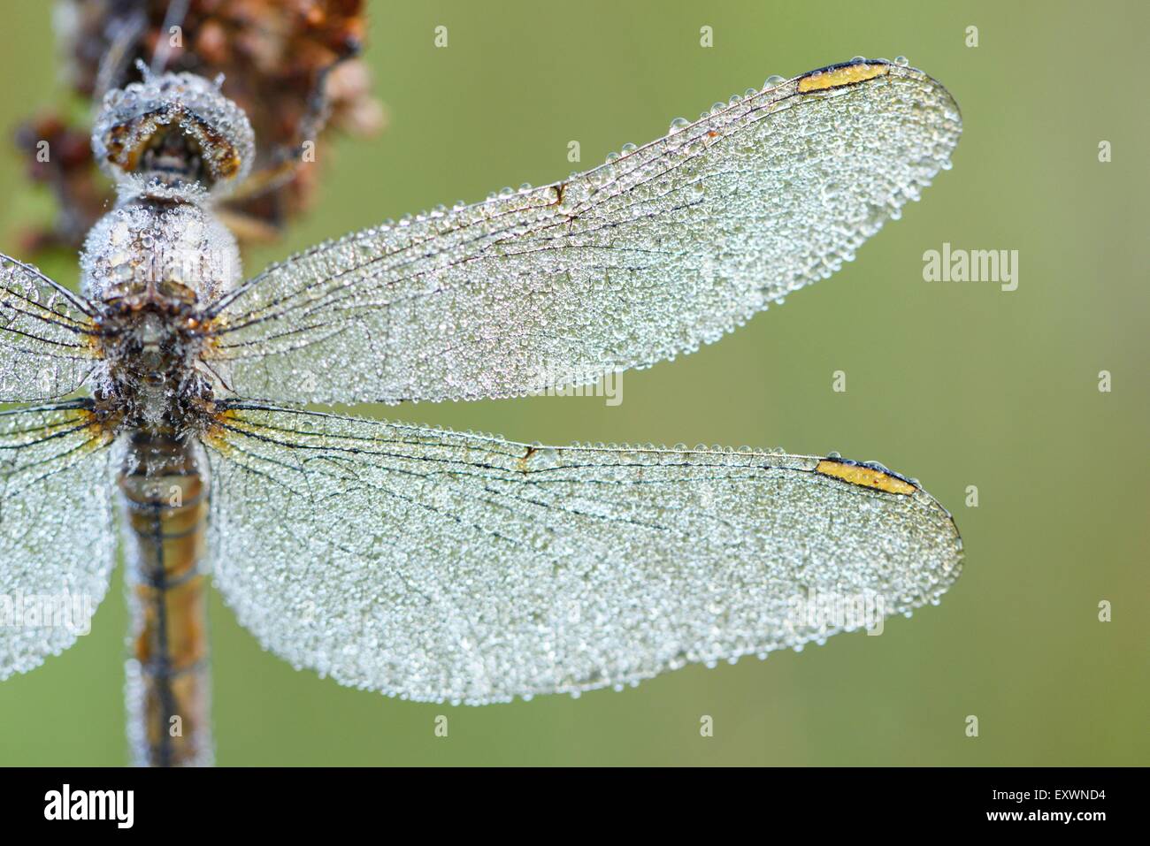 Common Darter female with water drops Stock Photo