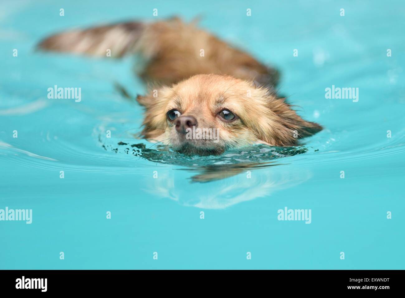 Chihuahua swimming in a pool Stock Photo