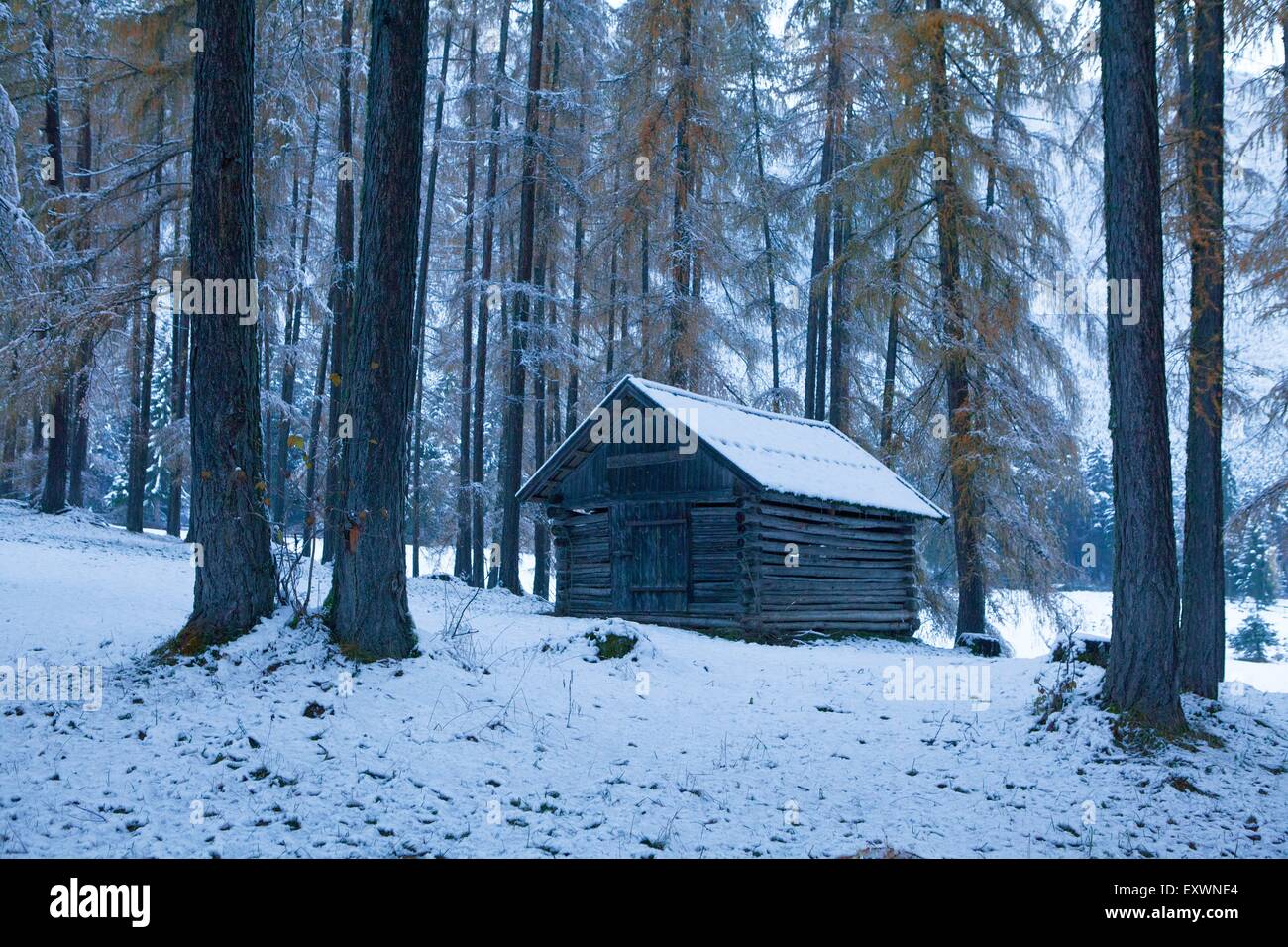Scheune im Lärchenwald, Mieminger Plateau, Tirol, Österreich Stock Photo