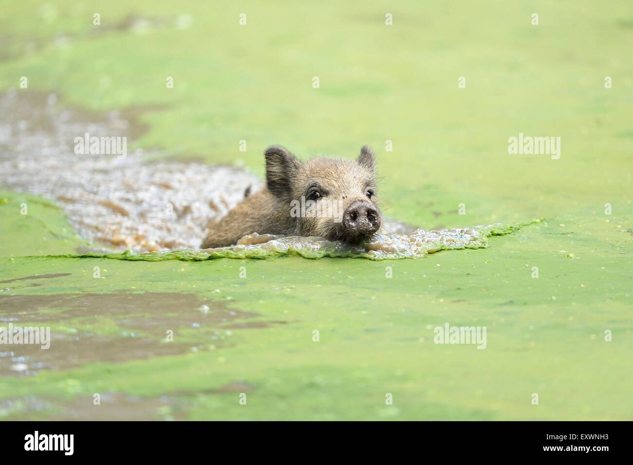 Wild boar in a lake Stock Photo