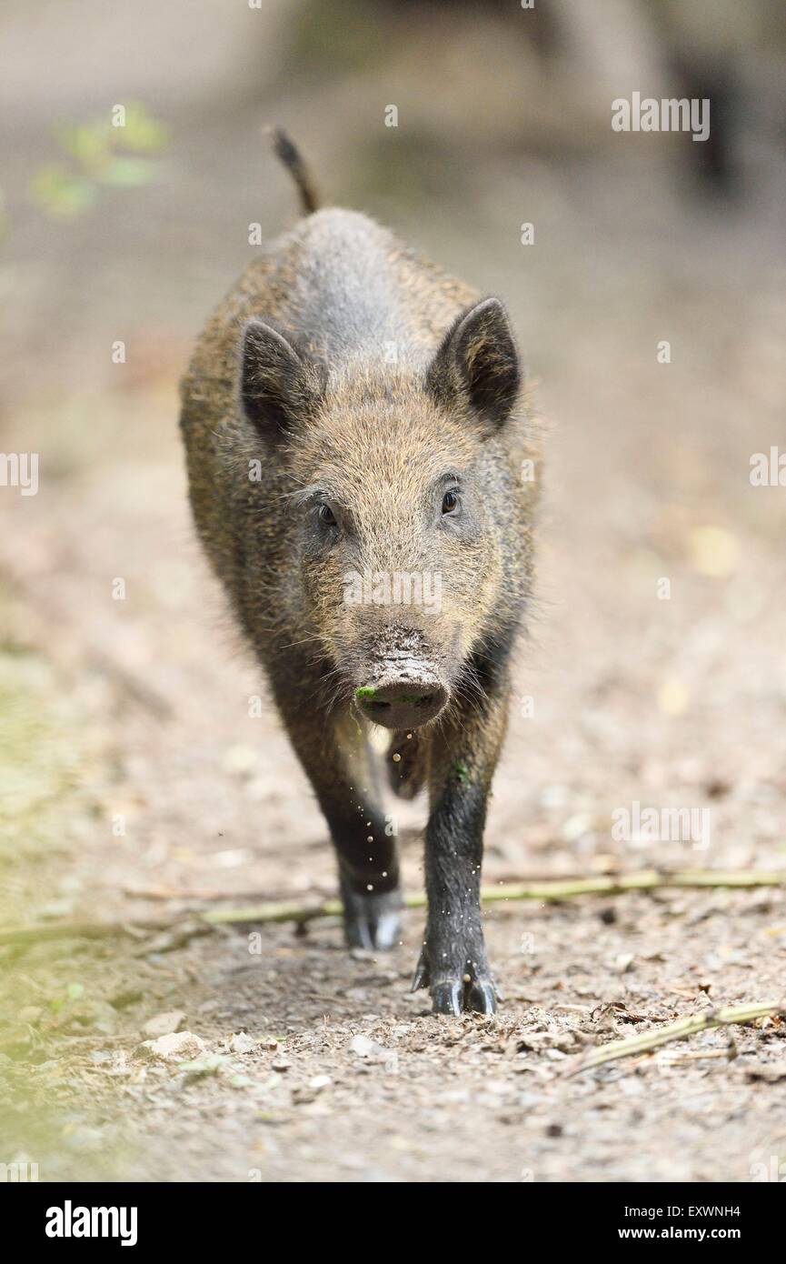 Wild boar in a forest Stock Photo