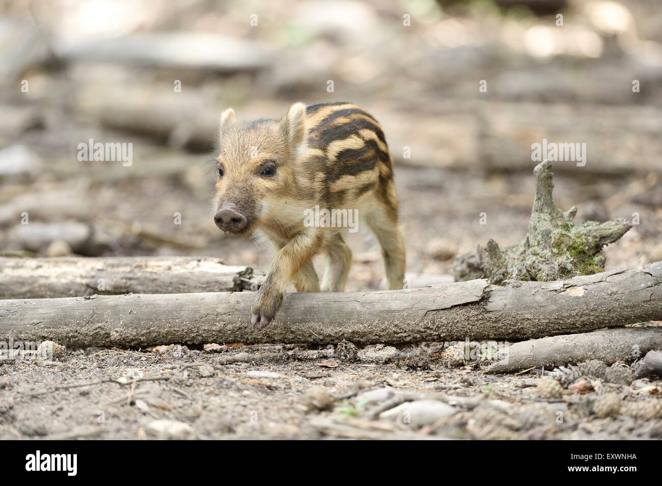 Wild boar rookie in a forest Stock Photo