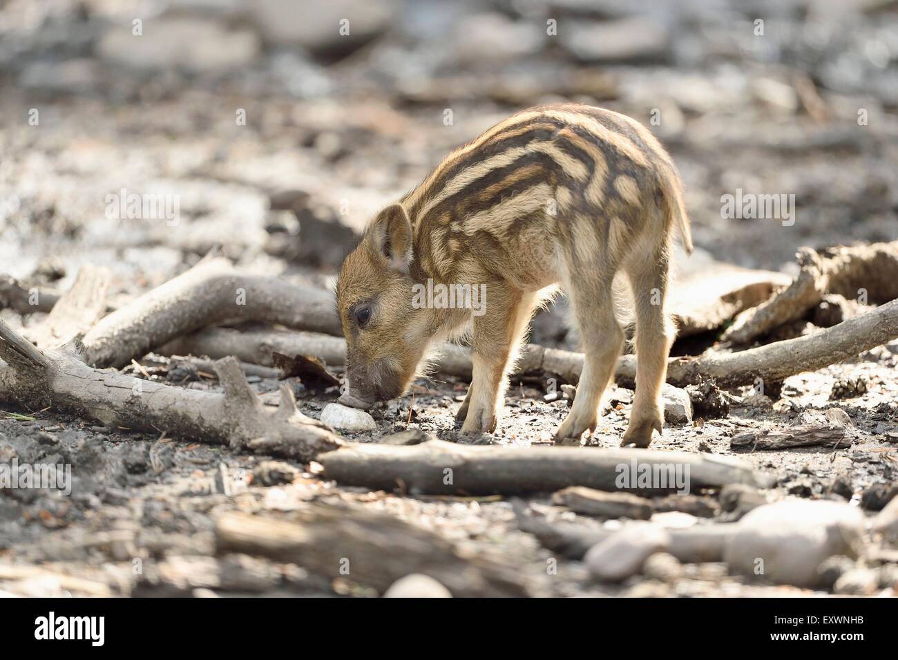 Wild boar rookie in a forest Stock Photo