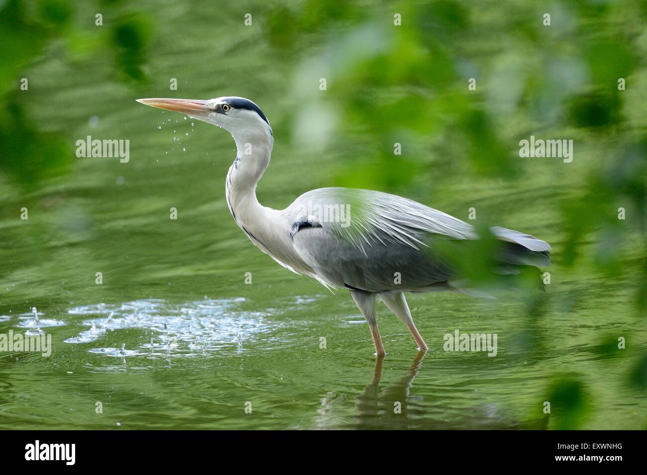 Gray heron standing in water Stock Photo
