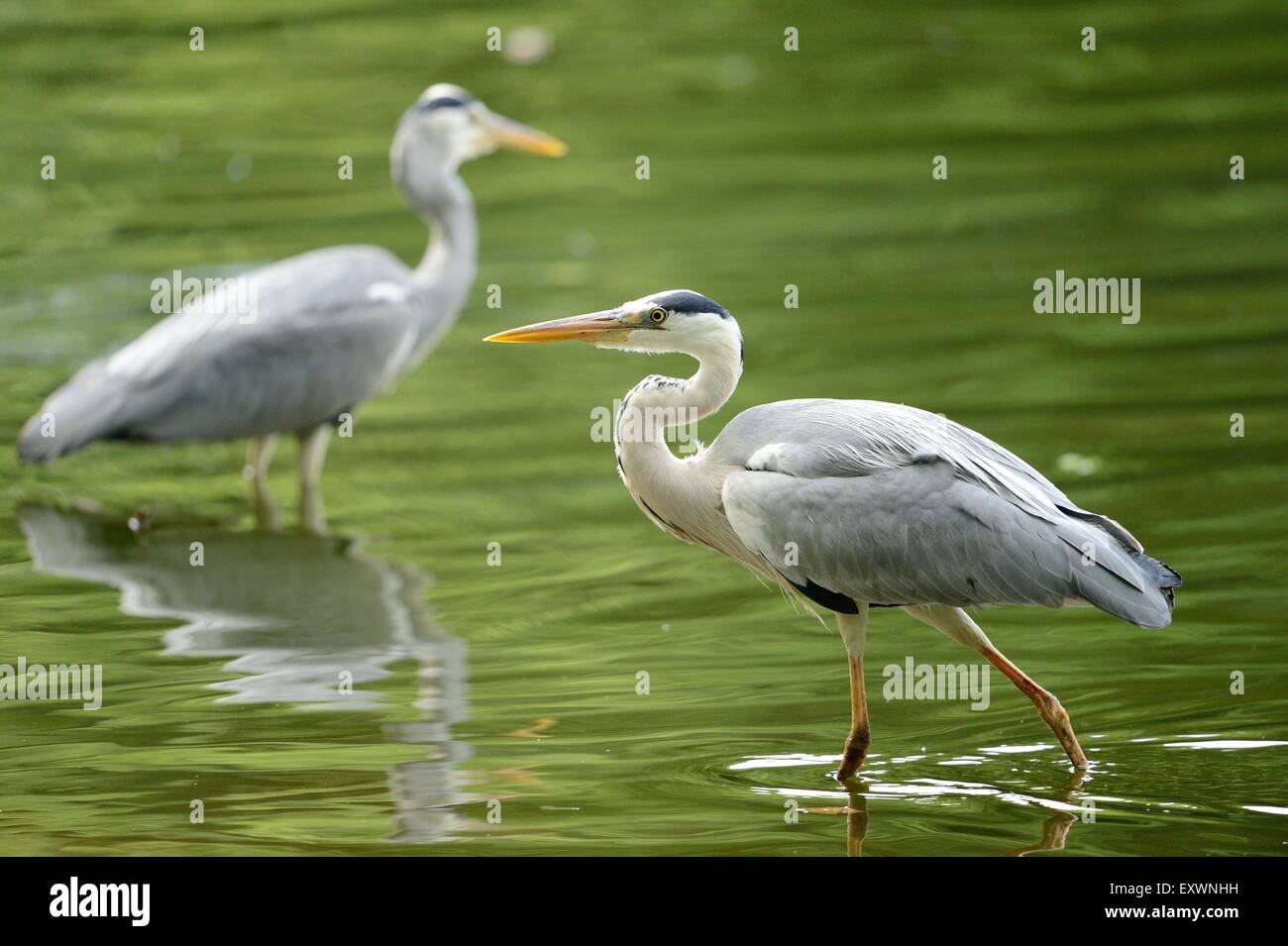 Two gray herons standing in water Stock Photo