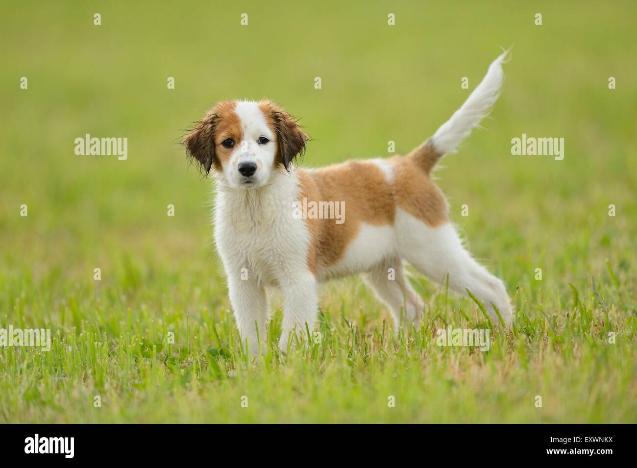 Kooikerhondje dog puppy standing on a meadow Stock Photo
