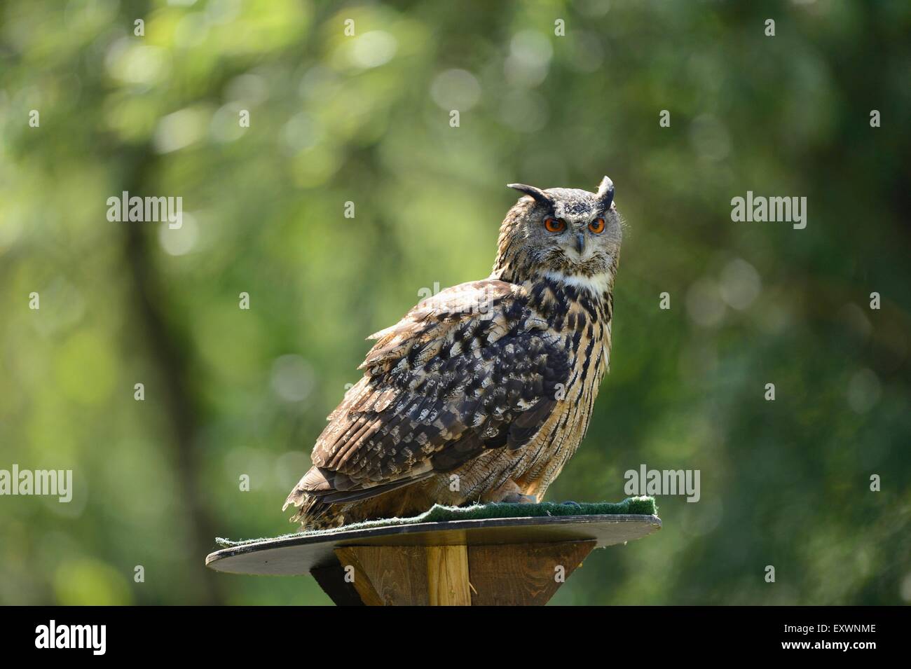Eurasian eagle-owl Stock Photo