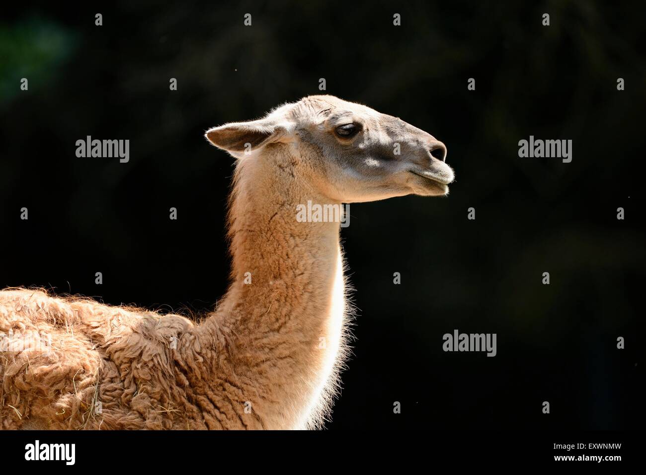 Close-up of a guanaco Stock Photo