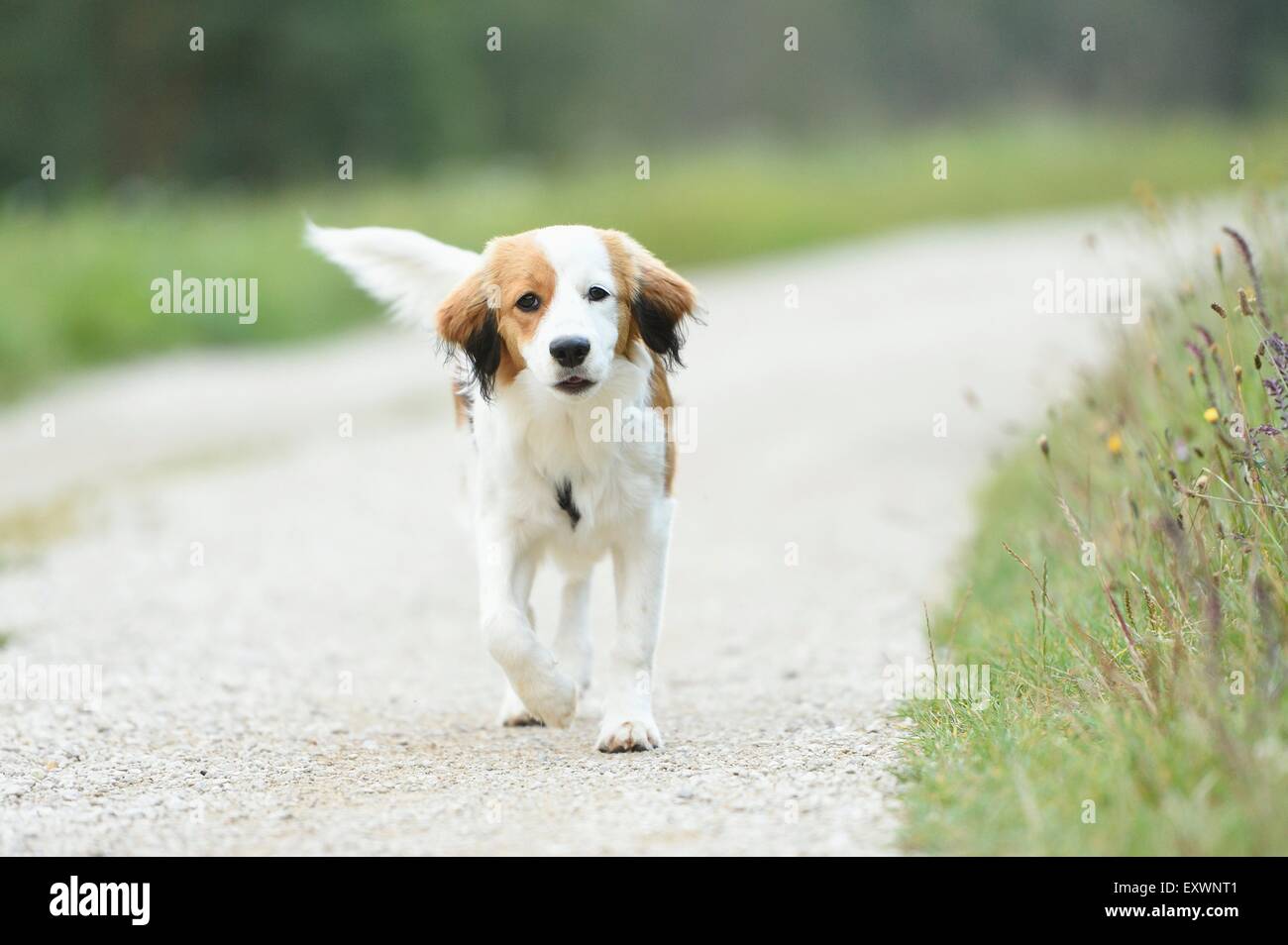 Puppy of a Nederlandse Kooikerhondje, Upper Palatinate, Bavaria, Germany, Europe Stock Photo