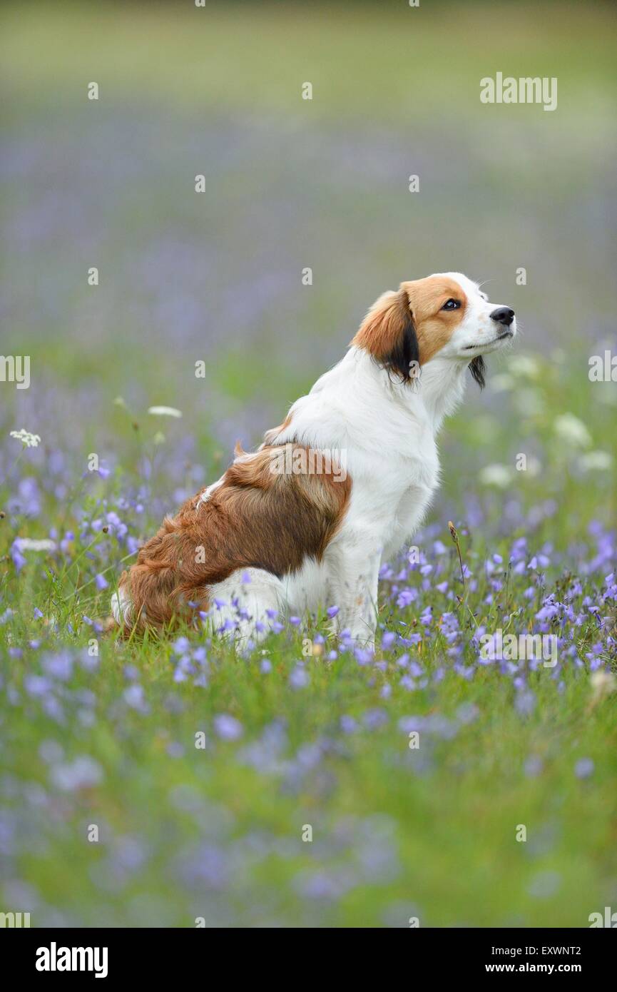Puppy of a Nederlandse Kooikerhondje, Upper Palatinate, Bavaria, Germany, Europe Stock Photo