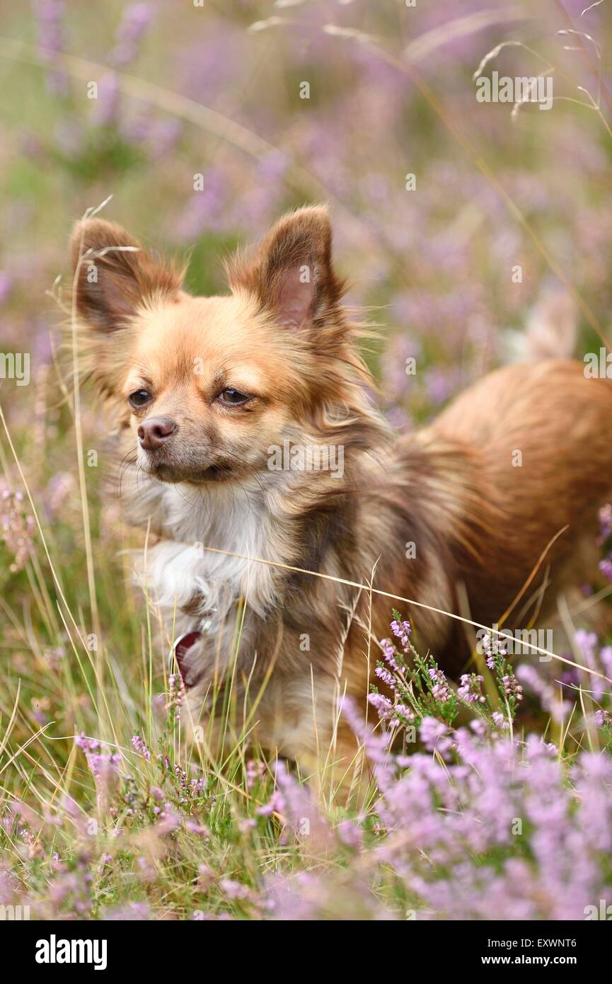 Chihuahua on a meadow with Erica, Upper Palatinate, Bavaria, Germany, Europe Stock Photo