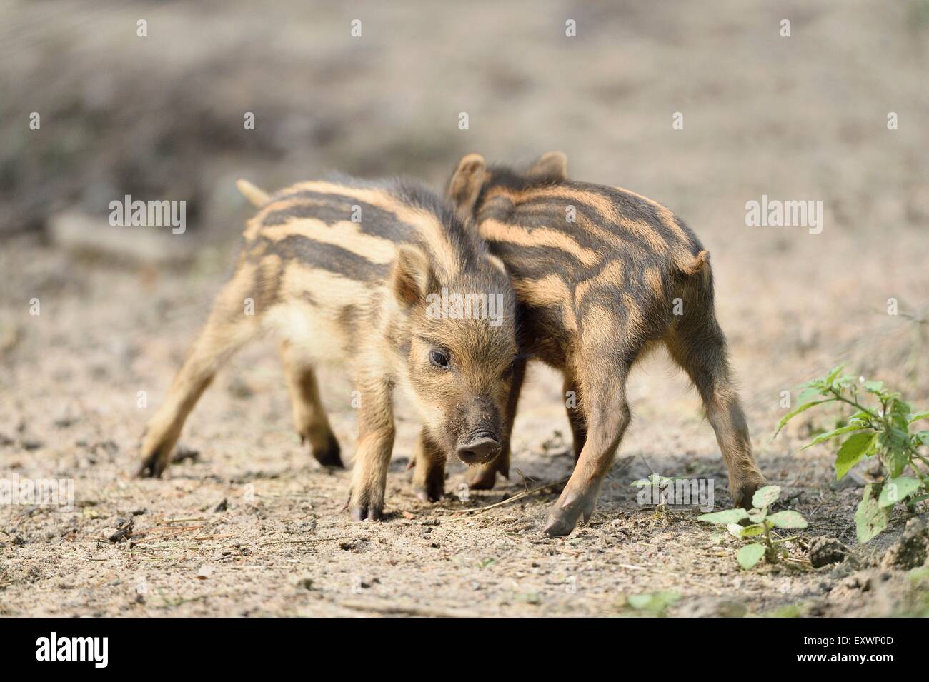 Wild boar rookies in a forest Stock Photo