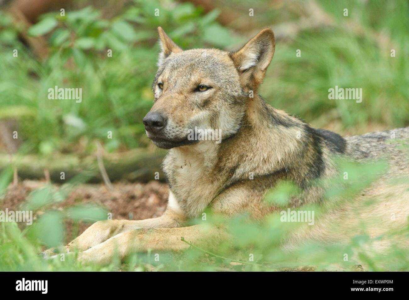 Eurasian wolf lying in a forst Stock Photo