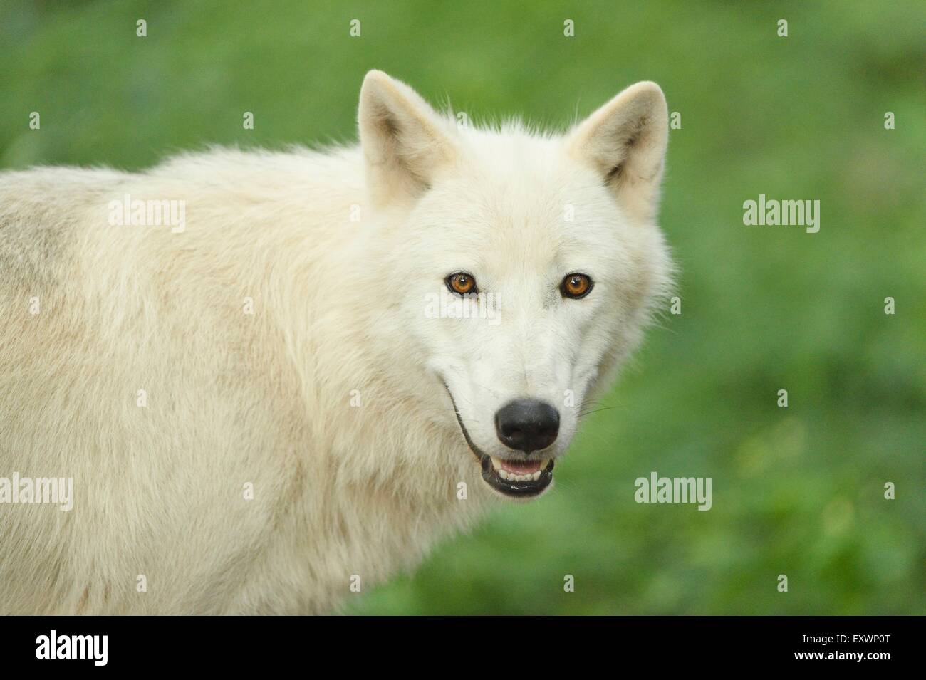Arctic wolf in a forst Stock Photo