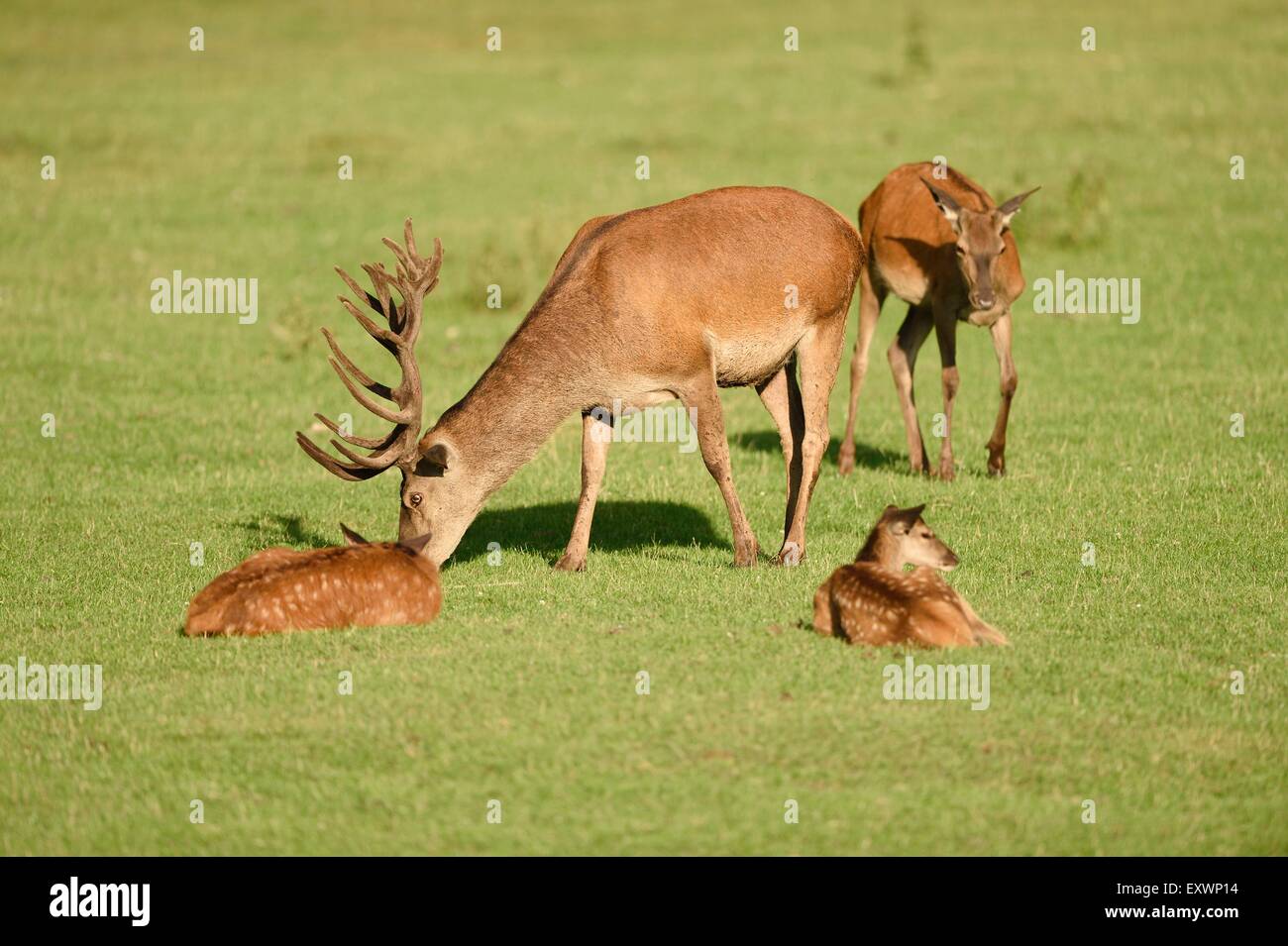 Red deers on a meadow Stock Photo