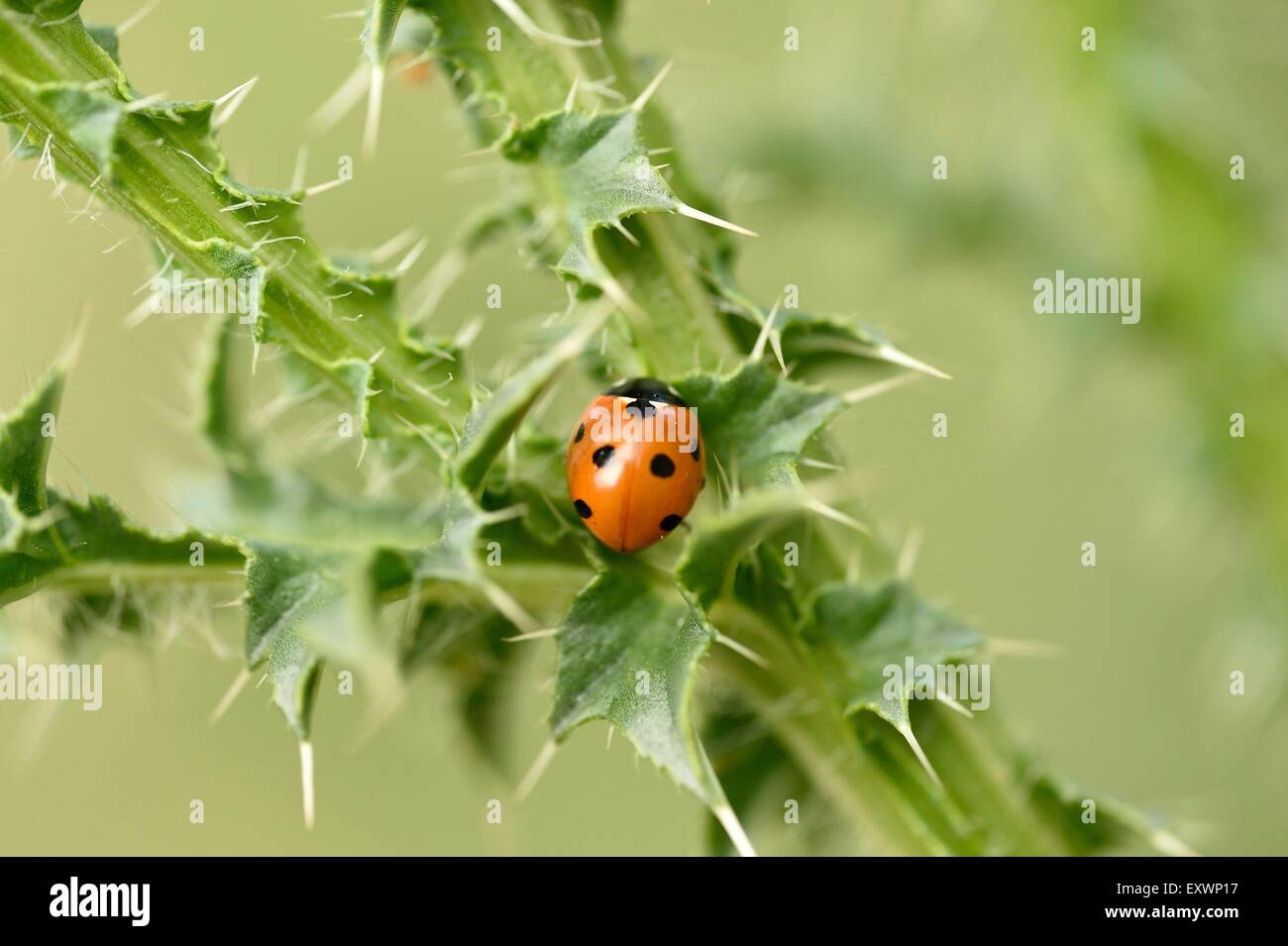 Seven-spot ladybird on a Creeping Thistle Stock Photo