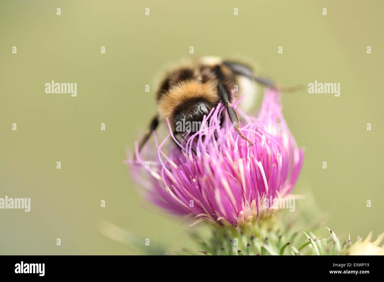 White-tailed bumblebee on a Creeping Thistle Stock Photo