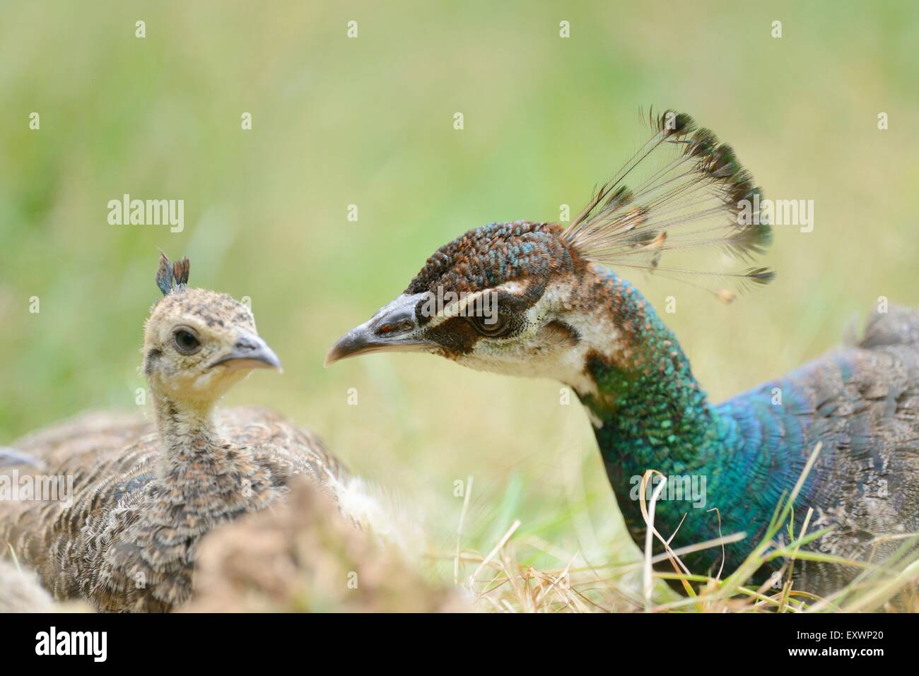 Indian peafowl chick hi-res stock photography and images - Alamy