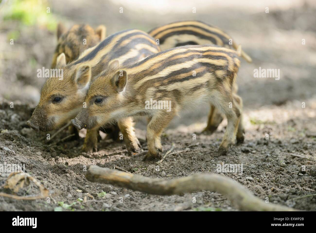 Wild boar rookies in a forest Stock Photo
