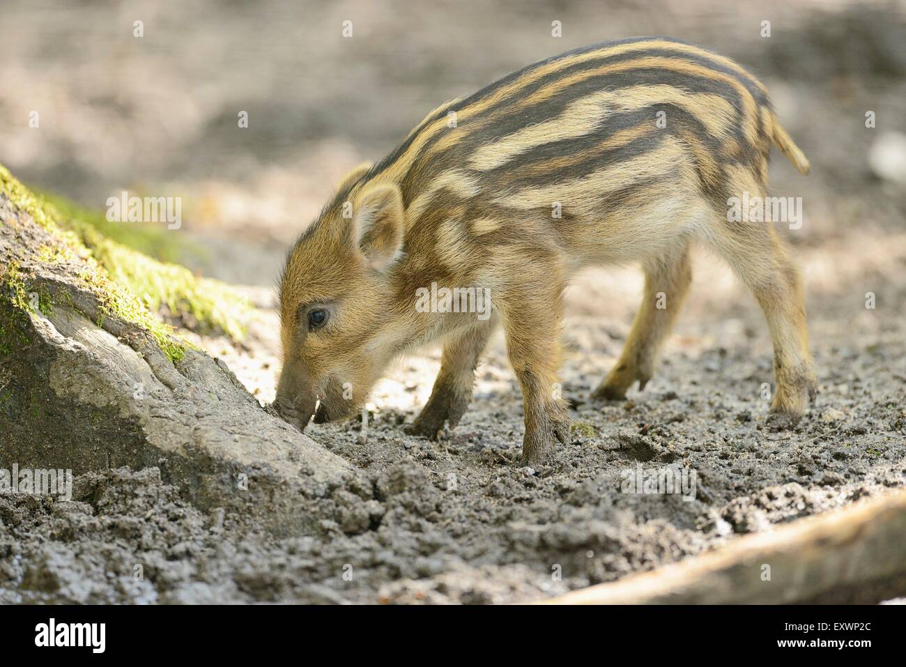 Wild boar rookie in a forest Stock Photo